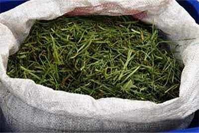 Nutrient pollution bag of grass