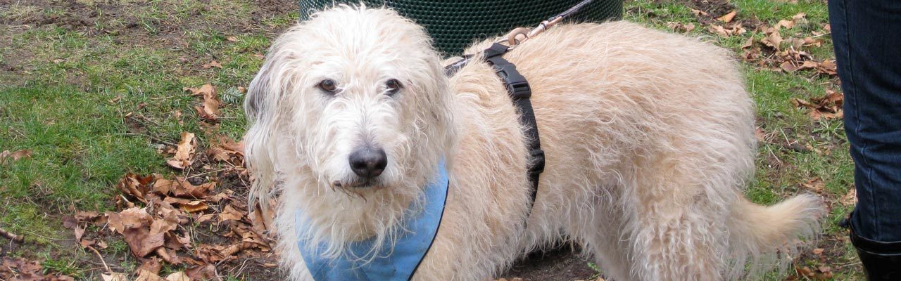 Pickup dog waste top